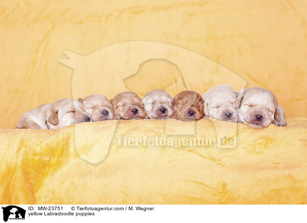 gelbe Labradoodle Welpen / yellow Labradoodle puppies / MW-23751