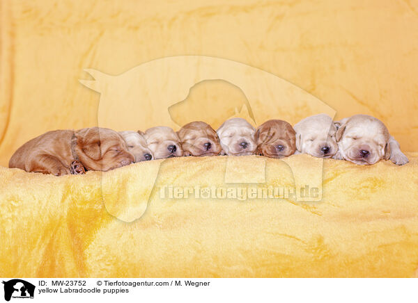 gelbe Labradoodle Welpen / yellow Labradoodle puppies / MW-23752