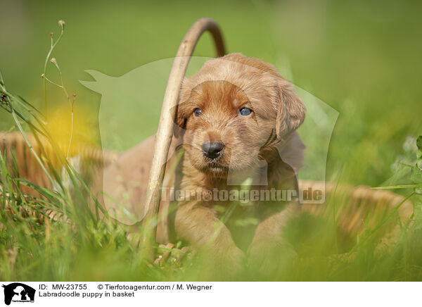 Labradoodle Welpe im Krbchen / Labradoodle puppy in basket / MW-23755