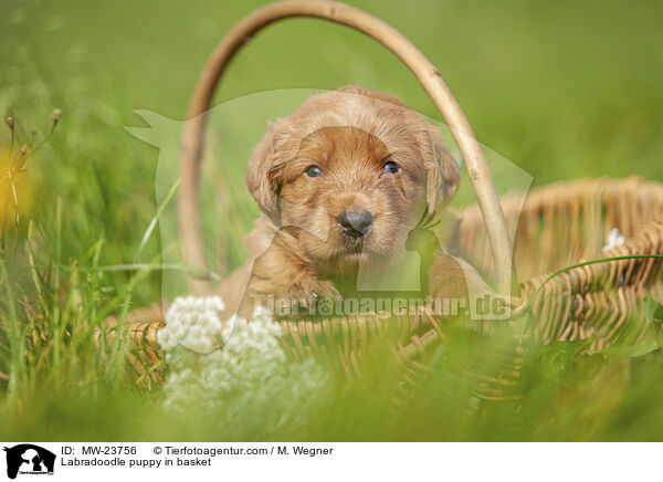 Labradoodle Welpe im Krbchen / Labradoodle puppy in basket / MW-23756