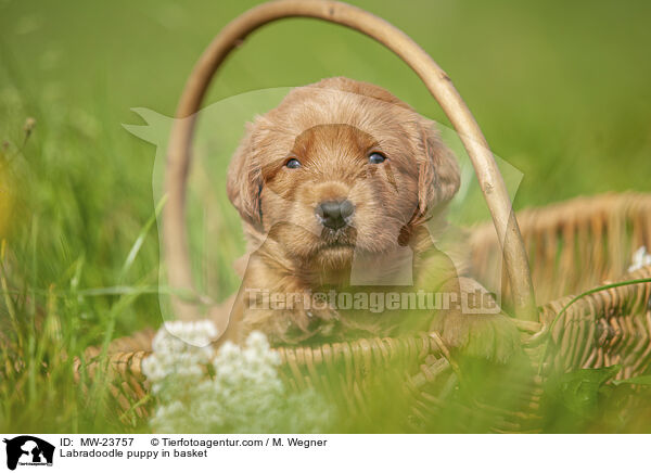 Labradoodle puppy in basket / MW-23757