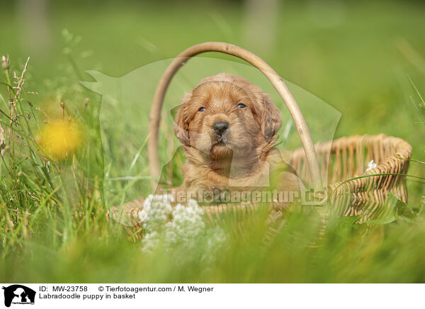 Labradoodle Welpe im Krbchen / Labradoodle puppy in basket / MW-23758