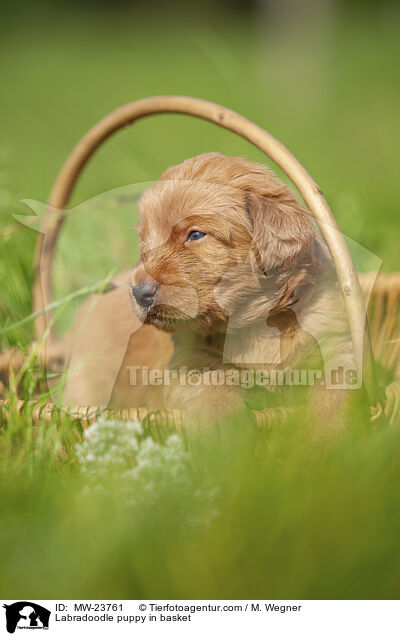 Labradoodle puppy in basket / MW-23761