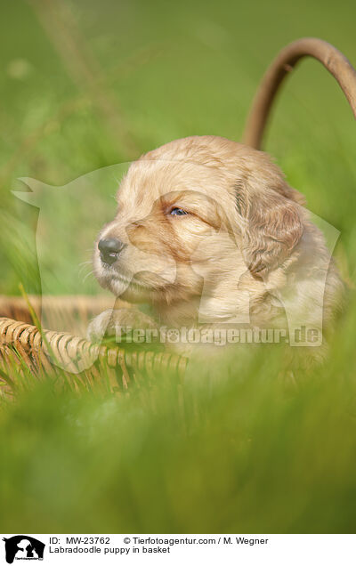Labradoodle puppy in basket / MW-23762