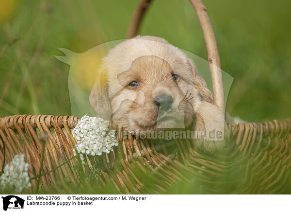 Labradoodle Welpe im Krbchen / Labradoodle puppy in basket / MW-23766