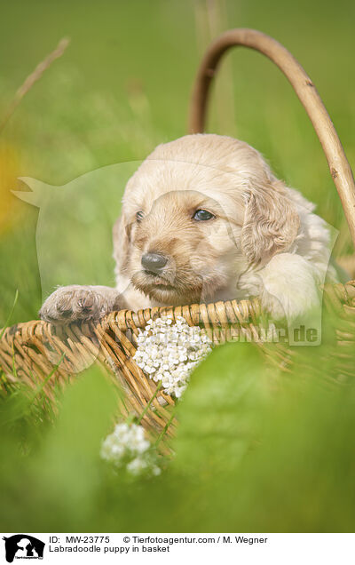 Labradoodle Welpe im Krbchen / Labradoodle puppy in basket / MW-23775