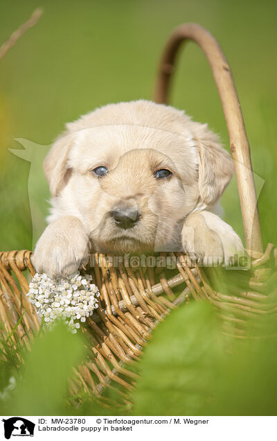 Labradoodle puppy in basket / MW-23780