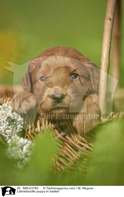 Labradoodle Welpe im Krbchen / Labradoodle puppy in basket / MW-23783
