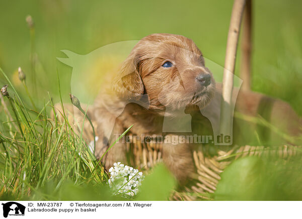 Labradoodle Welpe im Krbchen / Labradoodle puppy in basket / MW-23787