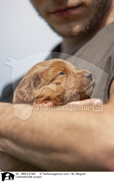 Labradoodle Welpe / Labradoodle puppy / MW-23789