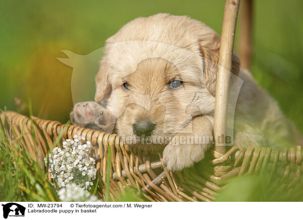 Labradoodle Welpe im Krbchen / Labradoodle puppy in basket / MW-23794