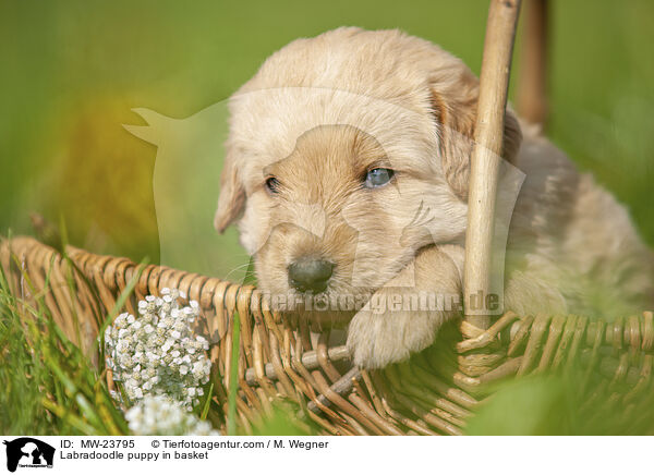 Labradoodle Welpe im Krbchen / Labradoodle puppy in basket / MW-23795