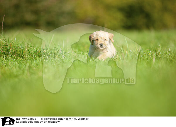 Labradoodle Welpe auf Wiese / Labradoodle puppy on meadow / MW-23808