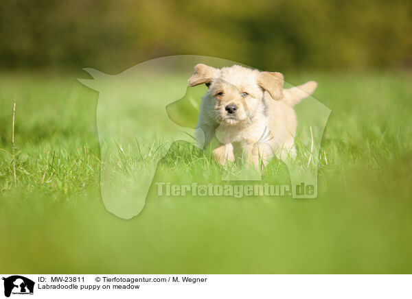 Labradoodle puppy on meadow / MW-23811