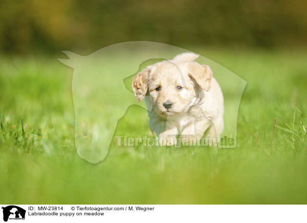 Labradoodle puppy on meadow / MW-23814