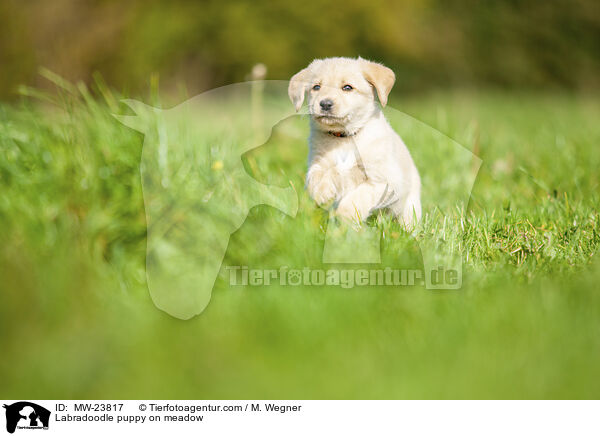 Labradoodle puppy on meadow / MW-23817