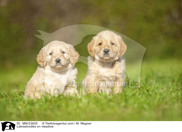 Labradoodles auf Wiese / Labradoodles on meadow / MW-23825