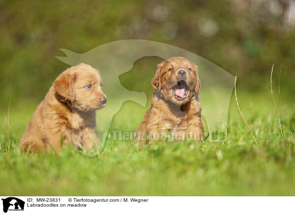 Labradoodles auf Wiese / Labradoodles on meadow / MW-23831