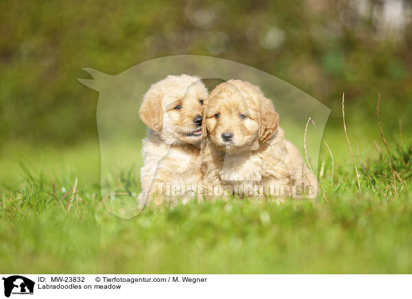 Labradoodles on meadow / MW-23832