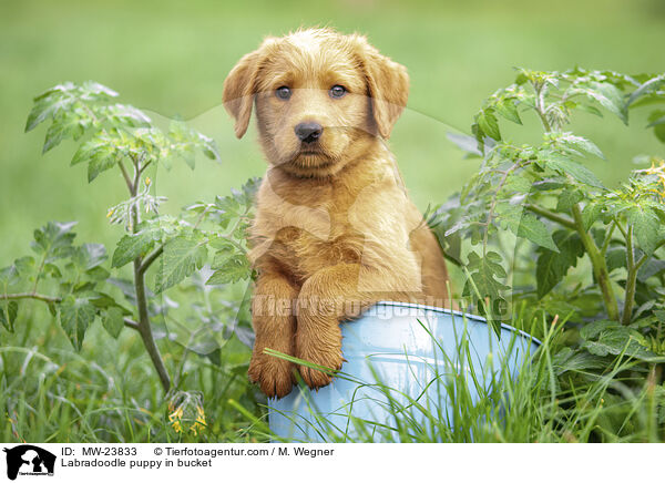Labradoodle puppy in bucket / MW-23833