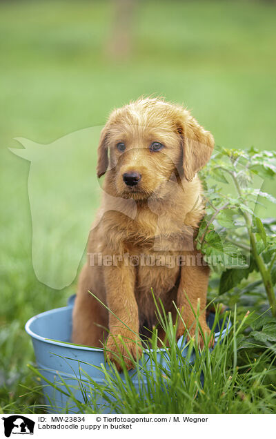Labradoodle Welpe in Eimer / Labradoodle puppy in bucket / MW-23834