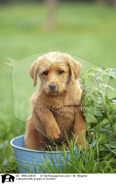 Labradoodle puppy in bucket / MW-23835