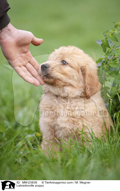 Labradoodle Welpe / Labradoodle puppy / MW-23836