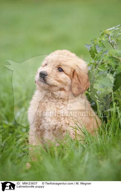 Labradoodle Welpe / Labradoodle puppy / MW-23837