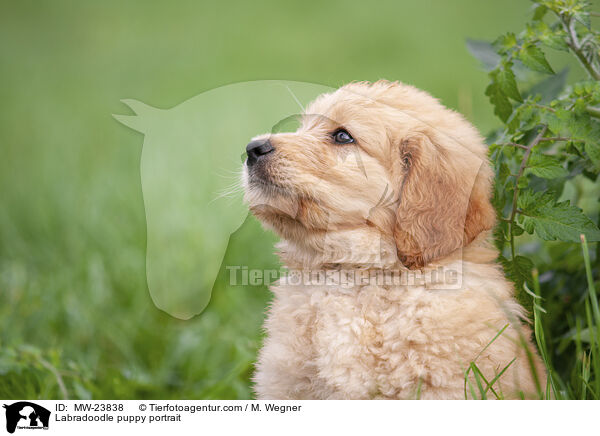 Labradoodle puppy portrait / MW-23838