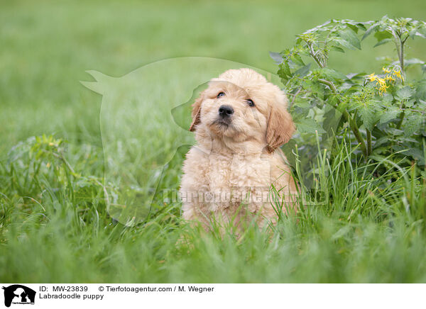 Labradoodle Welpe / Labradoodle puppy / MW-23839