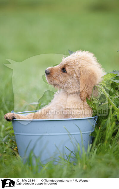 Labradoodle puppy in bucket / MW-23841