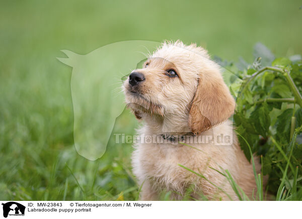 Labradoodle Welpe Portrait / Labradoodle puppy portrait / MW-23843