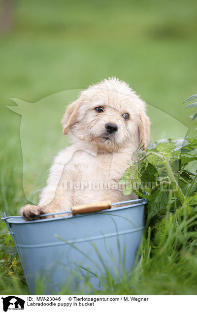 Labradoodle Welpe in Eimer / Labradoodle puppy in bucket / MW-23846