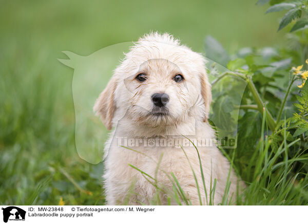 Labradoodle Welpe Portrait / Labradoodle puppy portrait / MW-23848