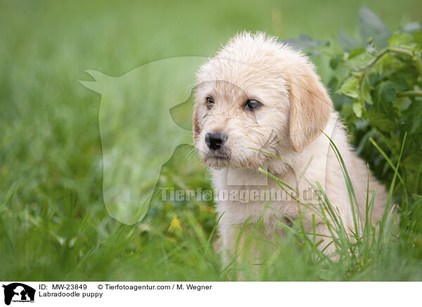 Labradoodle Welpe / Labradoodle puppy / MW-23849