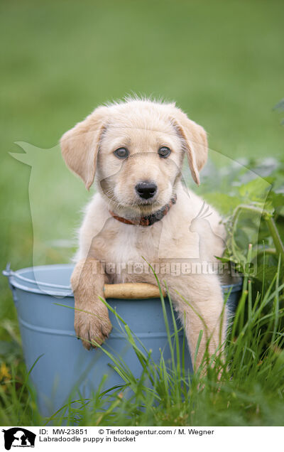 Labradoodle puppy in bucket / MW-23851
