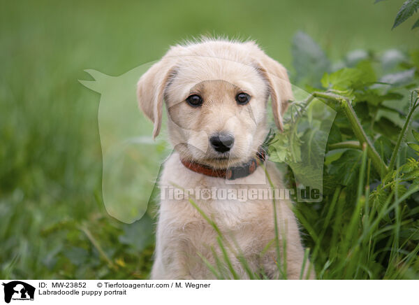 Labradoodle Welpe Portrait / Labradoodle puppy portrait / MW-23852