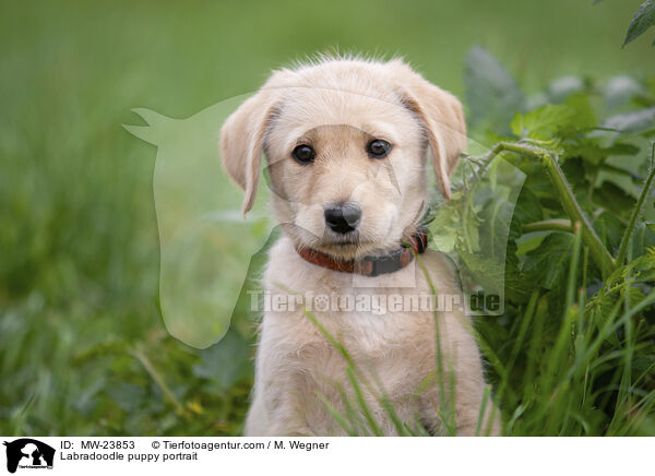 Labradoodle Welpe Portrait / Labradoodle puppy portrait / MW-23853