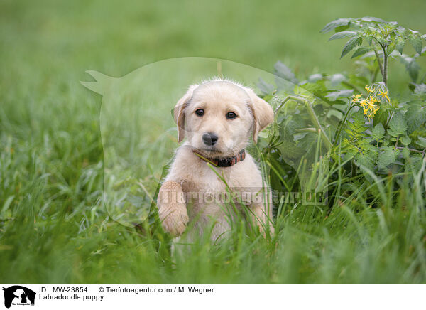 Labradoodle puppy / MW-23854