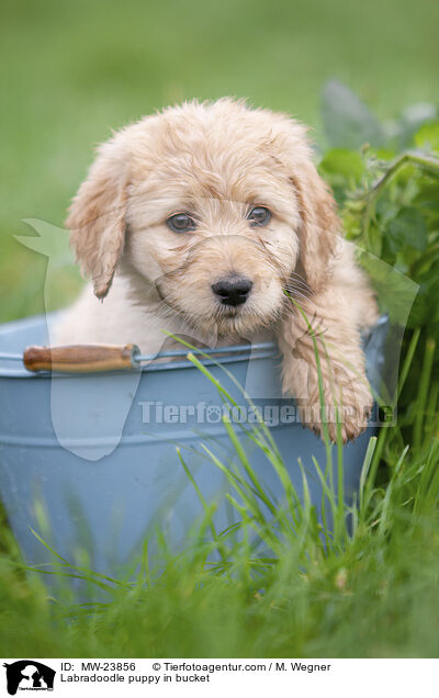 Labradoodle Welpe in Eimer / Labradoodle puppy in bucket / MW-23856