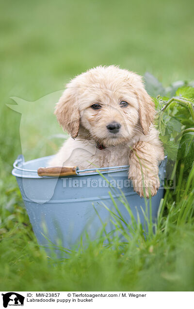 Labradoodle puppy in bucket / MW-23857
