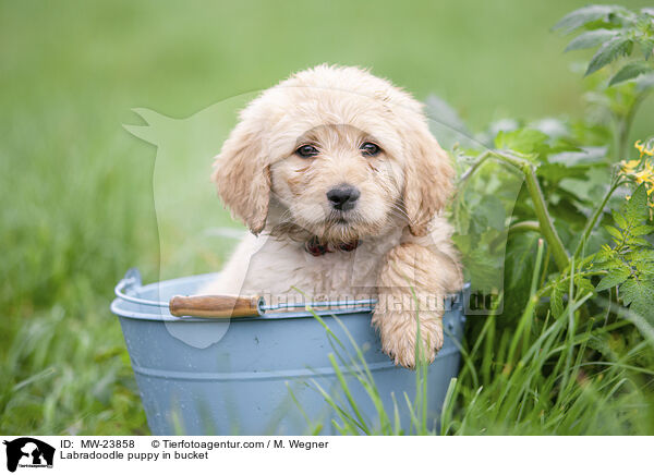 Labradoodle Welpe in Eimer / Labradoodle puppy in bucket / MW-23858