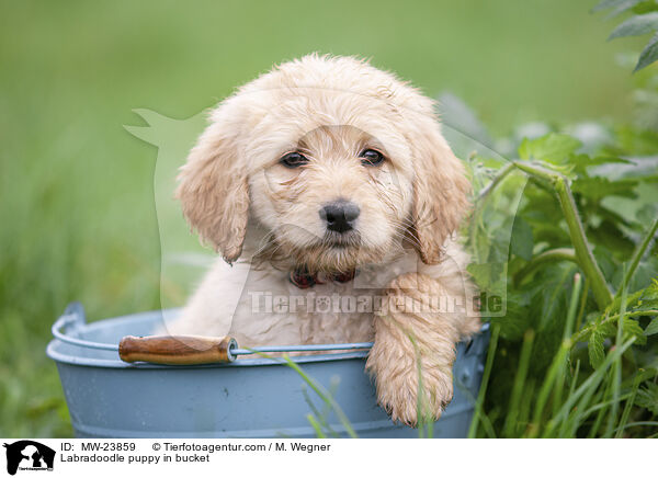 Labradoodle puppy in bucket / MW-23859