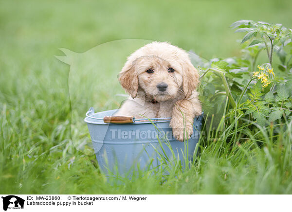 Labradoodle Welpe in Eimer / Labradoodle puppy in bucket / MW-23860