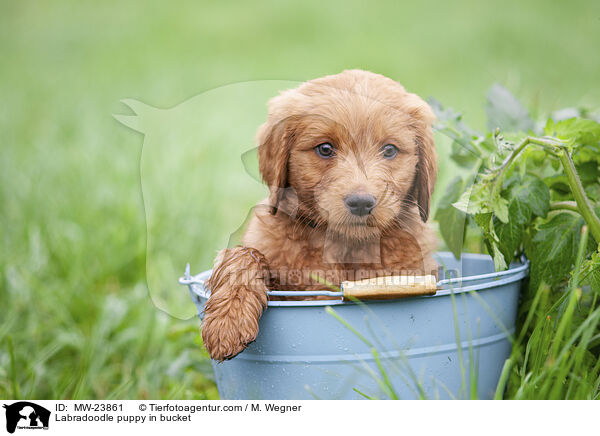 Labradoodle Welpe in Eimer / Labradoodle puppy in bucket / MW-23861