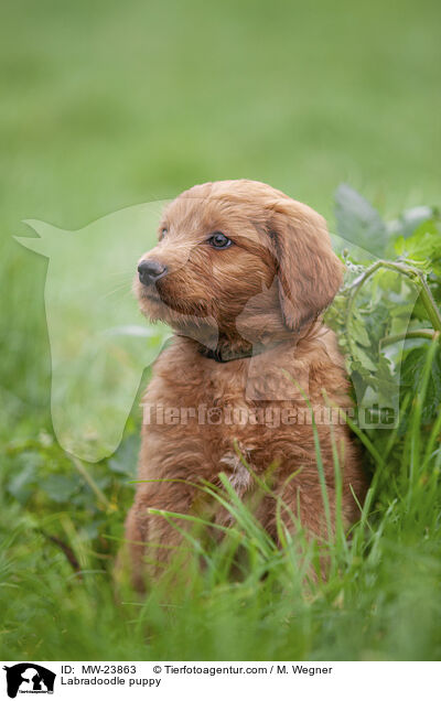 Labradoodle Welpe / Labradoodle puppy / MW-23863