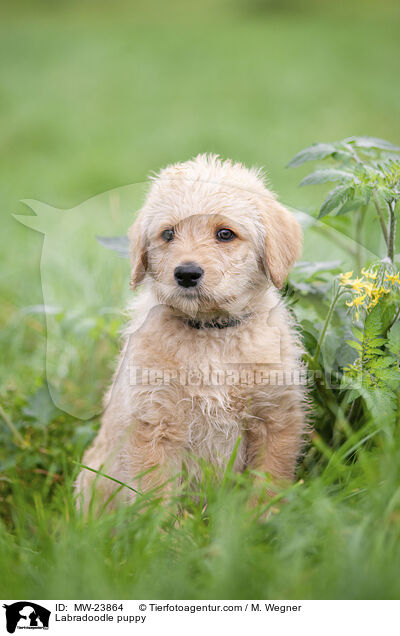 Labradoodle Welpe / Labradoodle puppy / MW-23864