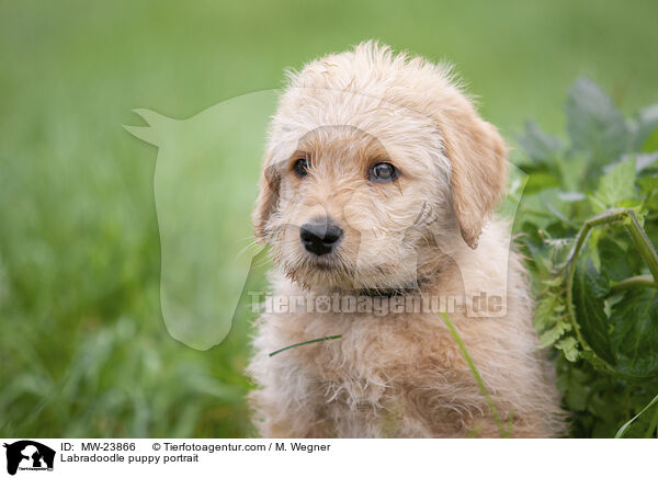 Labradoodle Welpe Portrait / Labradoodle puppy portrait / MW-23866