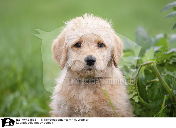 Labradoodle puppy portrait / MW-23868