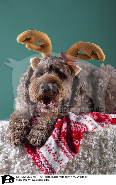 brauner Labradoodle Rde / male brown Labradoodle / MW-23876